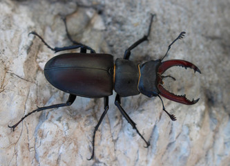 Stag beetle Lucanus cervus