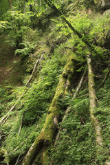 La nature et ses arbres extraordinaires