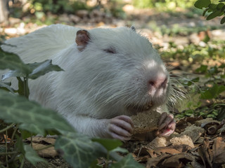 White nutria is eating carrots and bread in the arboretum of Sochi