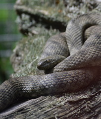 Grass snake