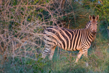 Zebra (Equus quagga), Südafrika, Afrika