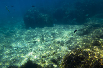 Naklejka na ściany i meble Underwater landscape with fish at the bottom