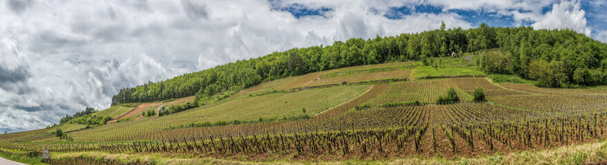 Panoramic view of vineyards in Burgundy, France