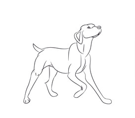 dog asking, lines, vector