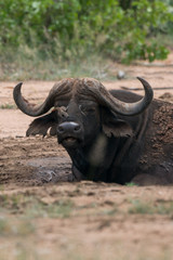 Fototapeta premium Afrikanischer Büffel, Südafrika, Afrika