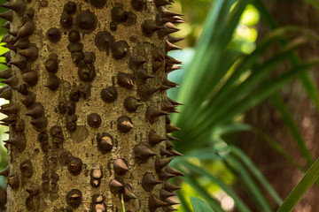 spikes on treetrunks. These trees thorns look tempting like chocolate kisses