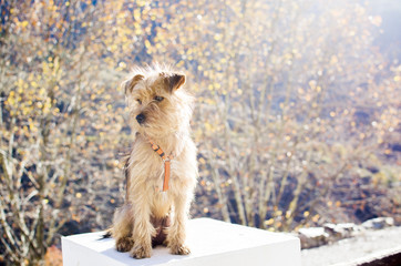 small furry dog ​​sitting in the middle of nature