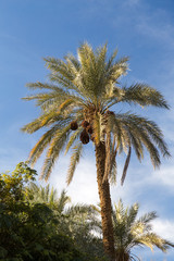 Obraz premium Date Palm at Golshan Garden, Tabas, Khorasan, Iran