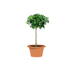 pot plant collection isolated on white background. vector illustration. 