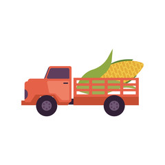 Flat farmer truck pickup delivering harvest food - huge corn vegetable in body. Farming transportation and organic food. Vector isolated illustration