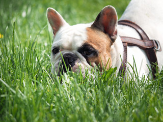 Fototapeta premium Dog walking in the Park. English bulldog walks on the green grass