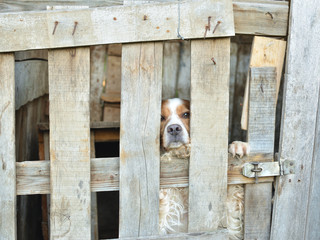 Dog - epagnuel breton - behind wooden lattices of his garden house