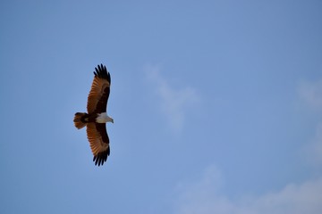 Obraz premium Rapace en vol 