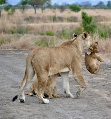 Obraz premium Lionne et lionceaux