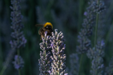 Biene