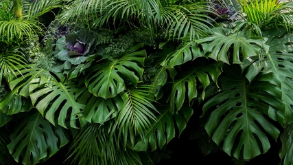 Schilderijen op glas Groene tropische bladeren van Monstera, varens en palmbladeren het regenwoud gebladerte plant bush bloemstuk op donkere achtergrond, natuurlijke blad textuur natuur achtergrond. © Chansom Pantip