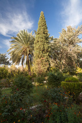 Obraz premium Cupressus at Golshan Garden, Tabas, Khorasan, Iran
