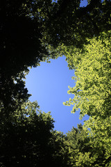 Au delà des cimes des arbres