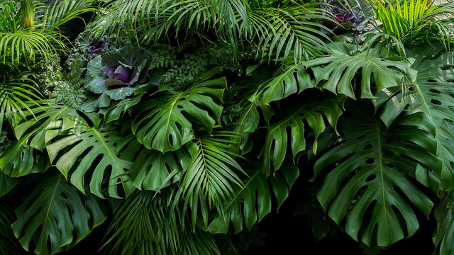 Fototapeta Zieleni tropikalni liście Monstera, paproć i palmy fronds lasu deszczowego ulistnienia rośliny krzaka kwiecisty przygotowania na ciemnym tle, naturalny liść tekstury natury tło.