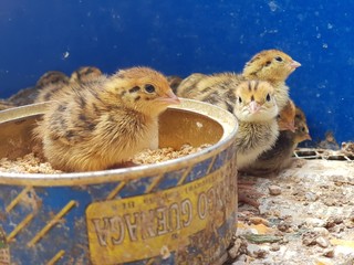 Cr&iacute;as de codorniz com&uacute;n con una semana de vida