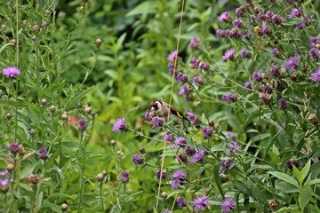 Zwei Stieglitze (Carduelis carduelis) fressen Samen der Wiesen-Flockenblume (Centaurea jacea)
