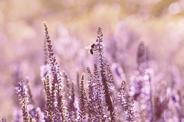 Summer scene with bee on flowering lavender.