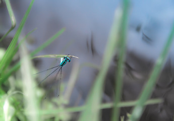 on a blade of grass on a green and blue background a blue dragonfly sits