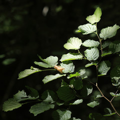 Feuille au soleil