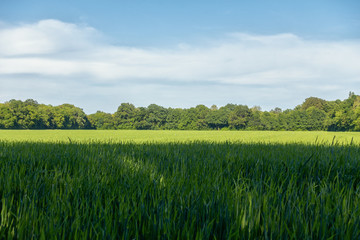 a green field in the summer © rtype