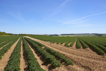 Fototapeta na wymiar young potato crop
