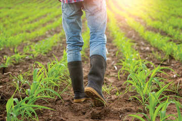 Farmer survey in his cornfield at sunset watching his crop