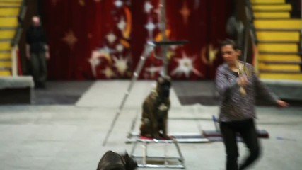 Rehearsal of dogs show performance in the circus
