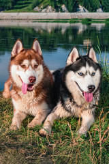 Two Happy Husky Dogs. Portrait of pair huskies smiling.