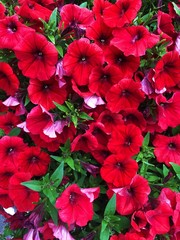 Beautiful red flowers bells in the Park  