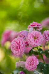 Garden pink rose on blurred background, beautiful pink rose on a green background, blank for cards, holiday bouquet, spring pattern for the designer, valentine card, art