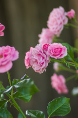 Garden pink rose on blurred background, beautiful pink rose on a green background, blank for cards, holiday bouquet, spring pattern for the designer, valentine card, art