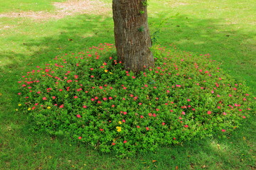 View of beautiful decoration with flowers arond a tree in a park. Maldives, Hulhumale. Beautiful backgrounds.