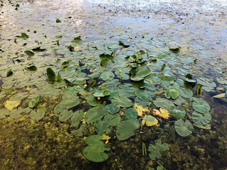 Lake with water lilies and duckweed in the village 