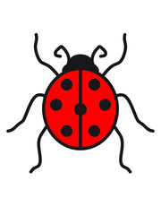 marienkäfer klein süß niedlich rot punkte schwarz krabbeln frühling