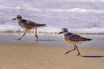 Two least sandpipers walk along the water's edge in a California beach; focus on first marine bird..