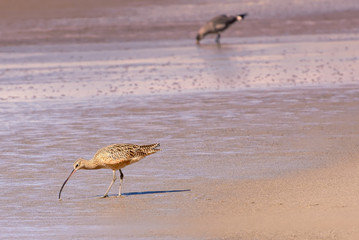 Large sandpiper, a California shorebird, looking for food in the beach.
