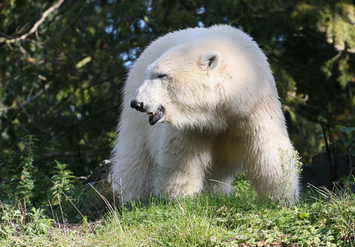 Female Polar Bear (ursus maritimus) in closeup in summer