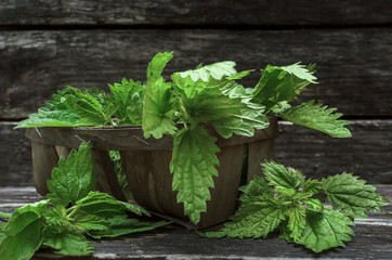 Nettle essential oil. Naturopathy. Herbal medicine.