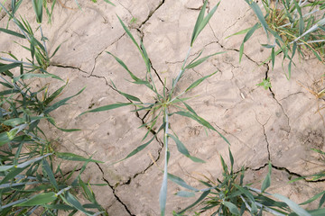 Agriculture: Cracks in the dry soil in a wheat field in Eastern Thuringia after weeks without rain in spring 2018 - obrazy, fototapety, plakaty