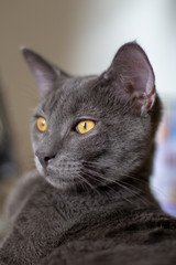 Portrait chartreux