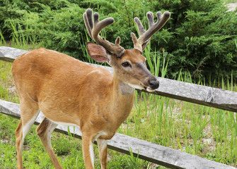 Four point deet on Fire Island