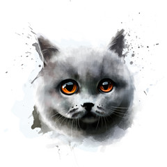 Portrait of a young cat, British Shorthair breed, isolated on a white background close - up, with spray paint