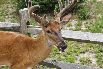 Close up of young bucks head
