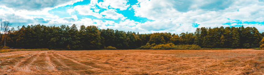 Fototapeta na wymiar big panorama of cornfield with forest in the background and fluffy sky for copy space