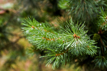 Naklejka na ściany i meble A branch of pine with drops on needles after the rain close up. Soft focus.
